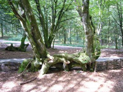 0179 beuvray arbre 3