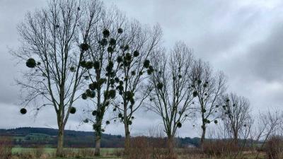 01-02-2024 Le Theil - La Ferté Bernard