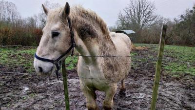 17/03/2024 Marchainville