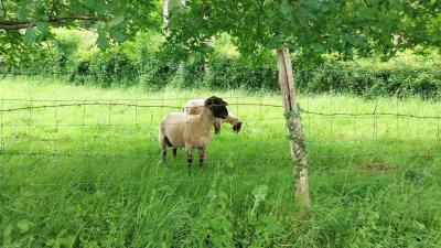 02/06/2024 Monceaux au Perche