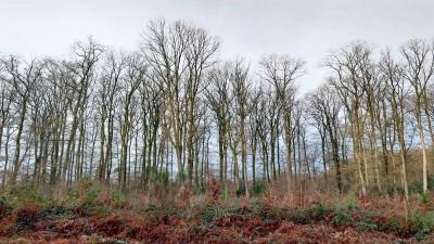 22/12/2024 La Chapelle Montligeon