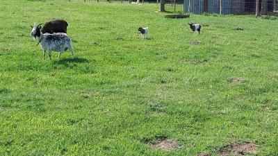 04/05/2025 L'Hôme Chamondot