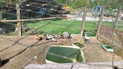 04/05/2025 L'Hôme Chamondot