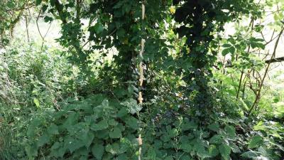 11/05/2025 Maison Maugis