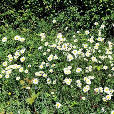 18/05/2025 Nogent le Bernard