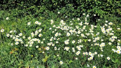 18/05/2025 Nogent le Bernard