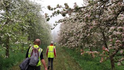27/04/2025 Pommiers en fleurs