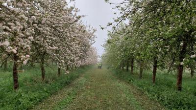 27/04/2025 Pommiers en fleurs