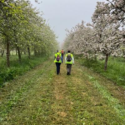 27/04/2025 Pommiers en fleurs