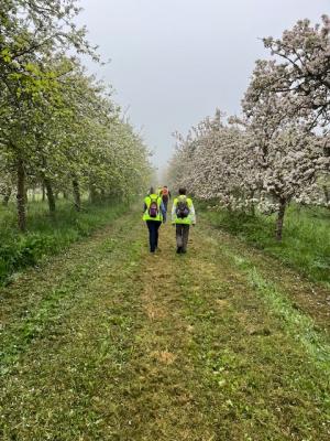 27/04/2025 Pommiers en fleurs