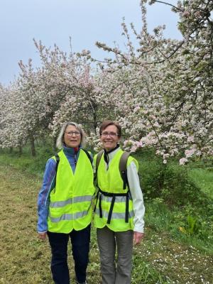 27/04/2025 Pommiers en fleurs