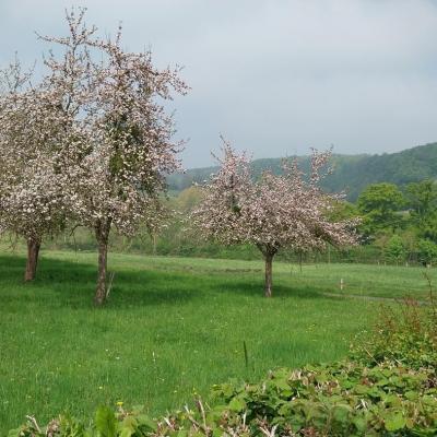 27/04/2025 Pommiers en fleurs