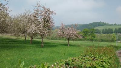 27/04/2025 Pommiers en fleurs