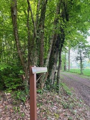 27/04/2025 Pommiers en fleurs