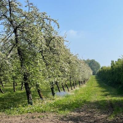 27/04/2025 Pommiers en fleurs
