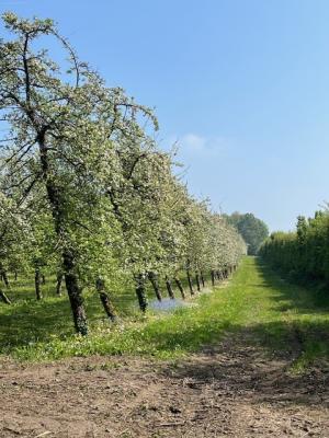27/04/2025 Pommiers en fleurs