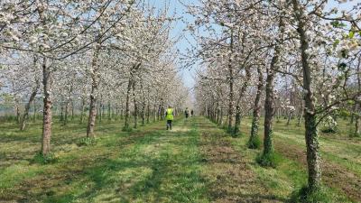 27/04/2025 Pommiers en fleurs