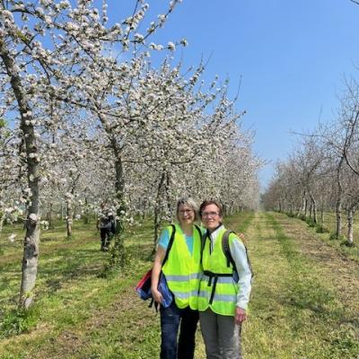 27/04/2025 Pommiers en fleurs