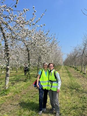 27/04/2025 Pommiers en fleurs