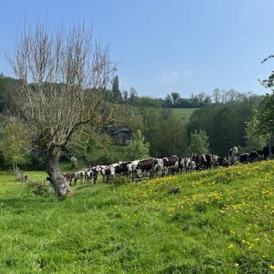 27/04/2025 Pommiers en fleurs