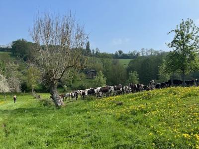 27/04/2025 Pommiers en fleurs