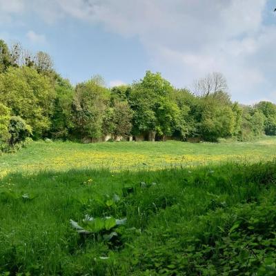 27/04/2025 Pommiers en fleurs