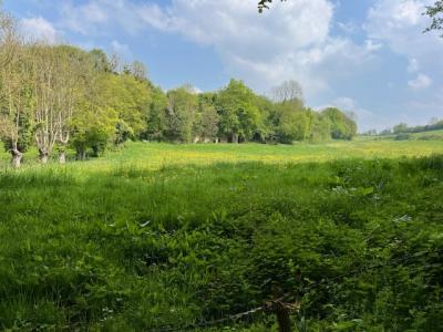 27/04/2025 Pommiers en fleurs