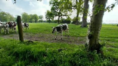 27/04/2025 Pommiers en fleurs