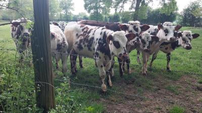 27/04/2025 Pommiers en fleurs