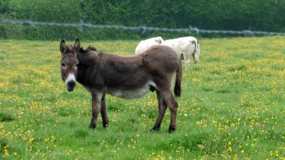 14/05/2023 Thiron Gardais