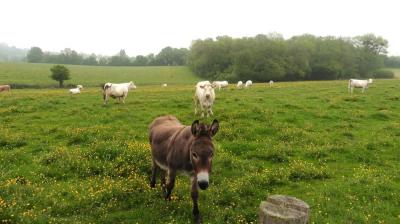 14/05/2023 Thiron Gardais