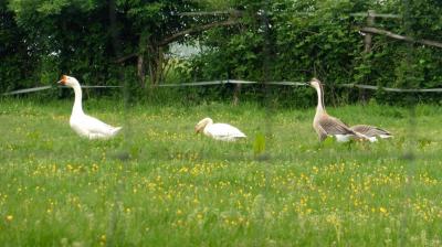 14/05/2023 Thiron Gardais