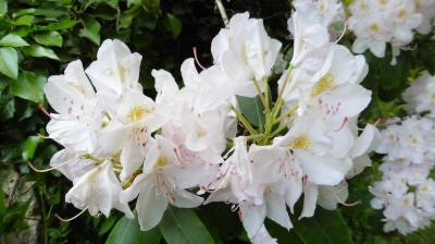 28/05/2023 La Chapelle Montligeon