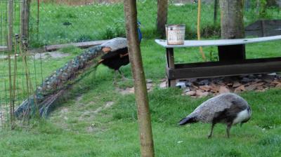 28/05/2023 La Chapelle Montligeon