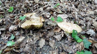 18/06/2023 St Aubin des Grois