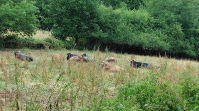 01/07/2023 Tour de la Suisse Normande étape 6