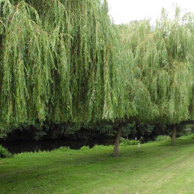 10/08/2023 St Maur sur le Loir