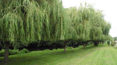 10/08/2023 St Maur sur le Loir