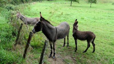 13/08/2023 L'Hôme Chamondot