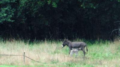 13/08/2023 L'Hôme Chamondot