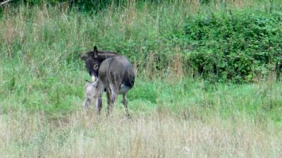 13/08/2023 L'Hôme Chamondot