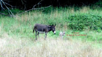 13/08/2023 L'Hôme Chamondot