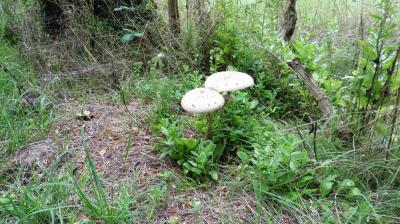 13/08/2023 L'Hôme Chamondot