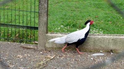 13/08/2023 L'Hôme Chamondot