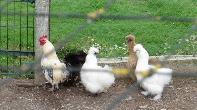 13/08/2023 L'Hôme Chamondot