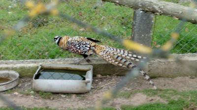 13/08/2023 L'Hôme Chamondot