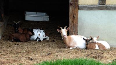 13/08/2023 L'Hôme Chamondot